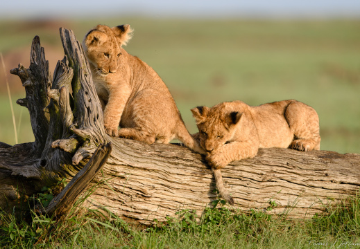 Wildlife